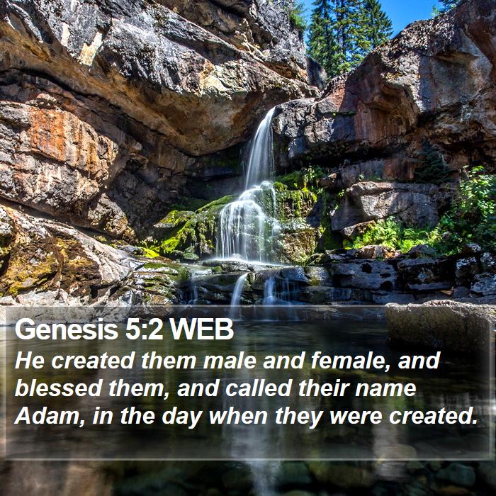 Genesis 5:2 WEB Bible Study