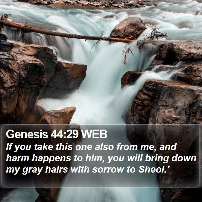 Genesis 44:29 WEB Bible Study