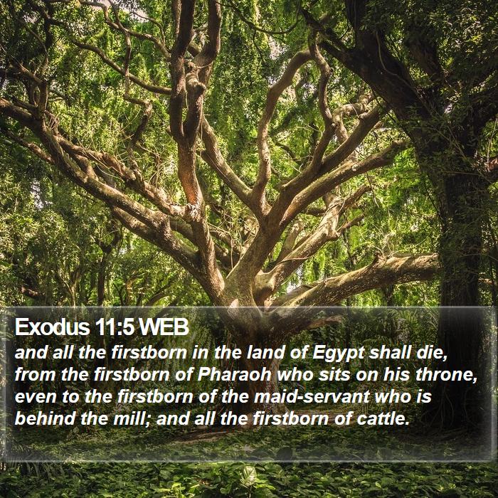 Exodus 11:5 WEB Bible Study