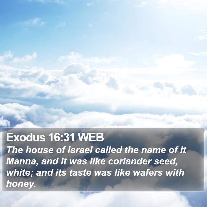 Exodus 16:31 WEB Bible Study