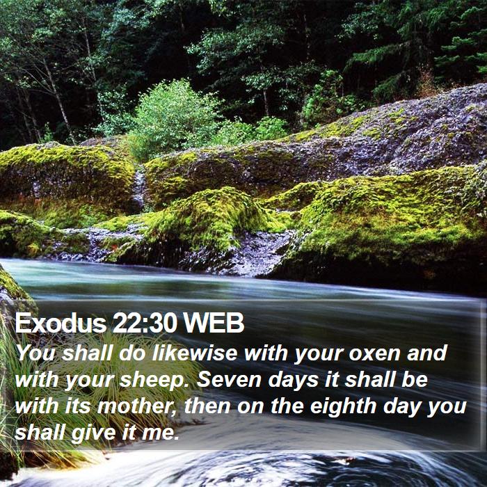 Exodus 22:30 WEB Bible Study