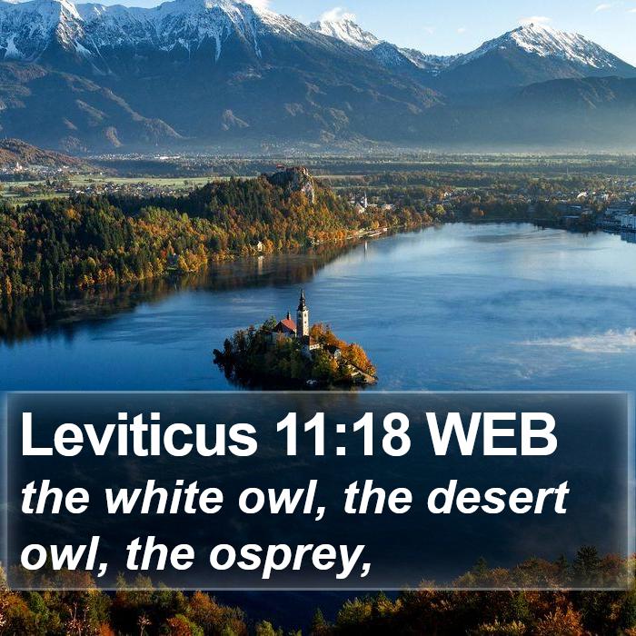 Leviticus 11:18 WEB Bible Study