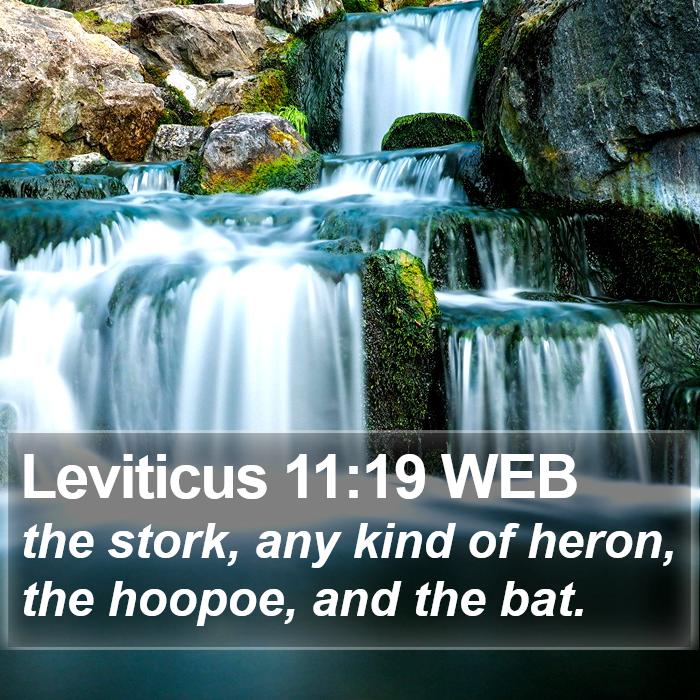 Leviticus 11:19 WEB Bible Study