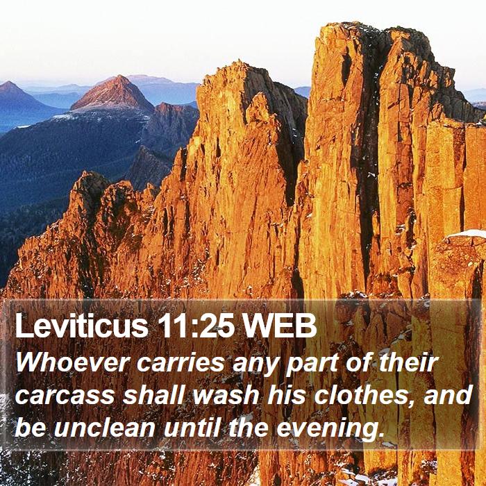 Leviticus 11:25 WEB Bible Study