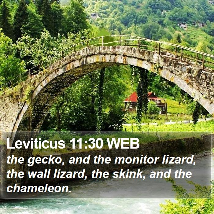 Leviticus 11:30 WEB Bible Study