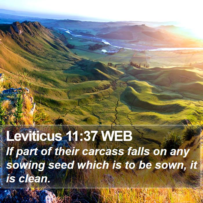 Leviticus 11:37 WEB Bible Study