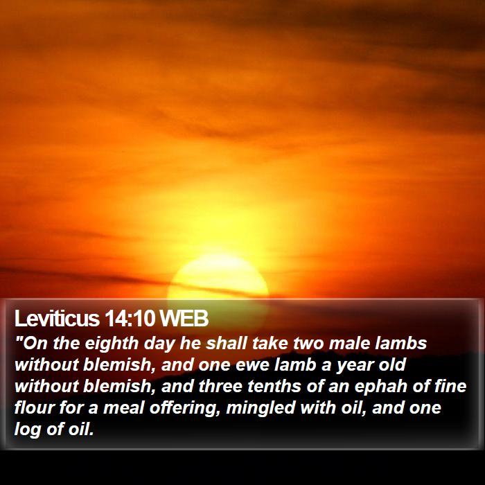 Leviticus 14:10 WEB Bible Study