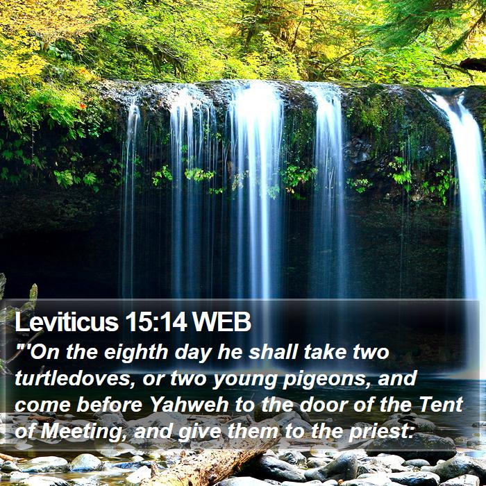 Leviticus 15:14 WEB Bible Study