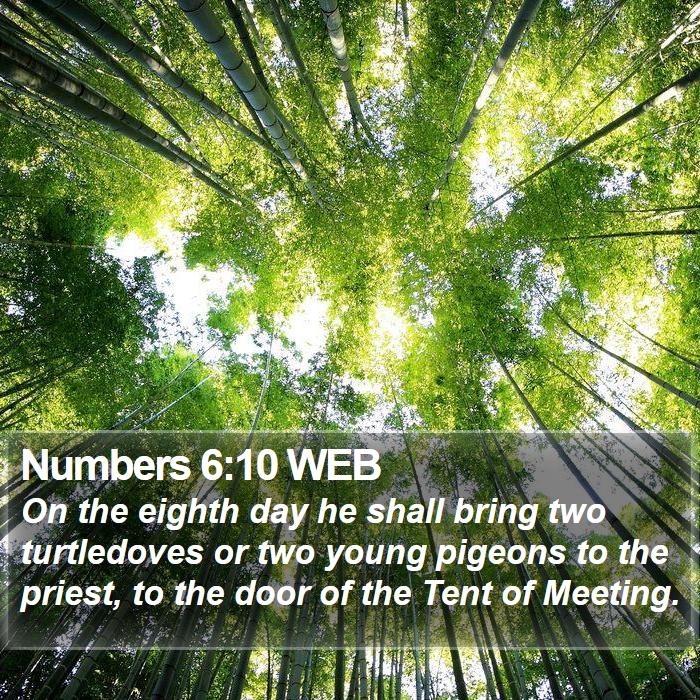 Numbers 6:10 WEB Bible Study