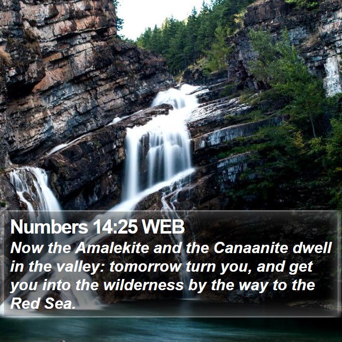 Numbers 14:25 WEB Bible Study