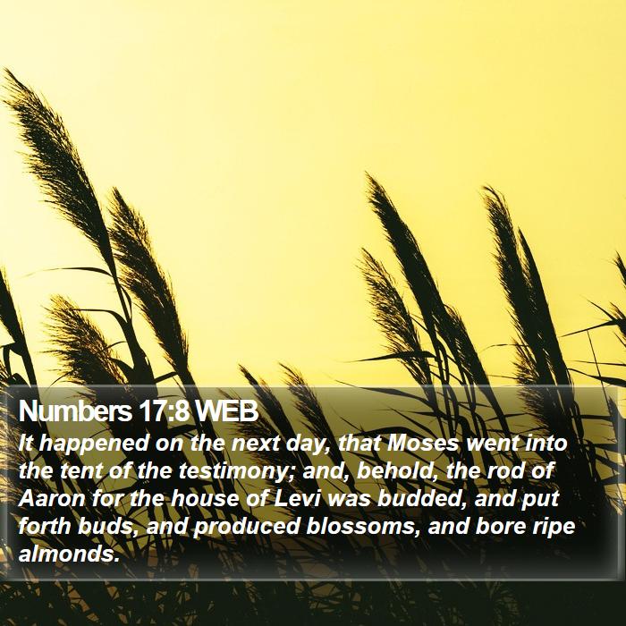 Numbers 17:8 WEB Bible Study