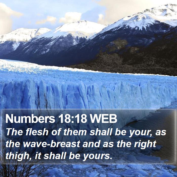 Numbers 18:18 WEB Bible Study