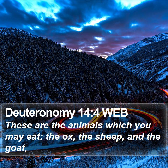 Deuteronomy 14:4 WEB Bible Study