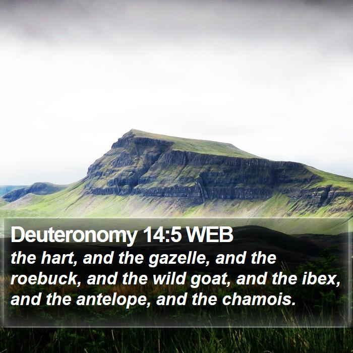 Deuteronomy 14:5 WEB Bible Study