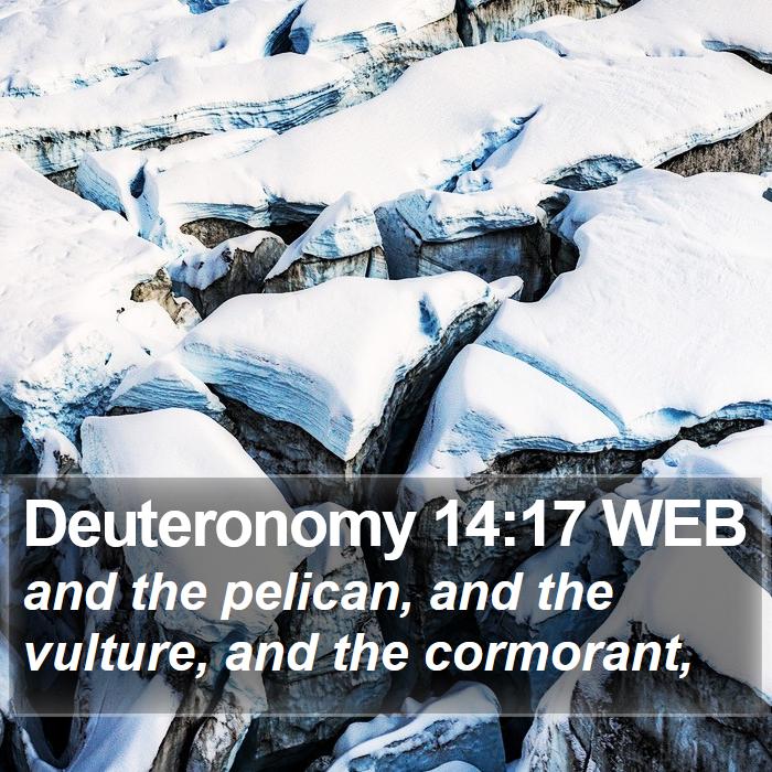 Deuteronomy 14:17 WEB Bible Study