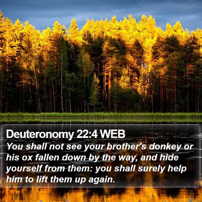 Deuteronomy 22:4 WEB Bible Study