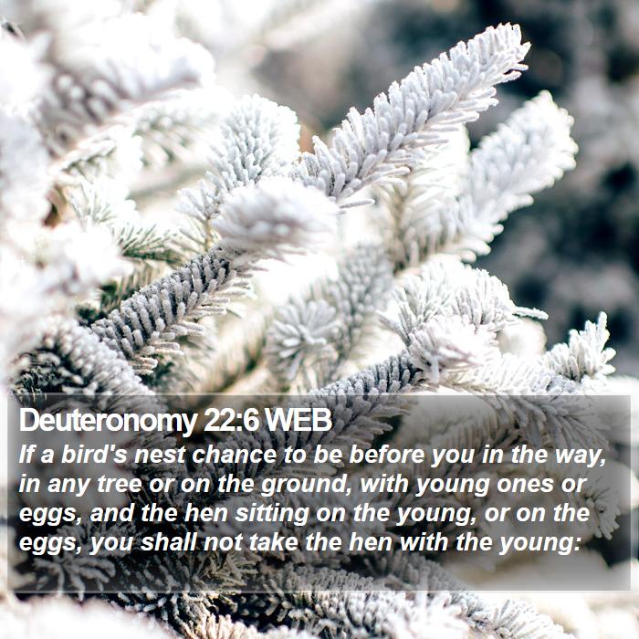 Deuteronomy 22:6 WEB Bible Study