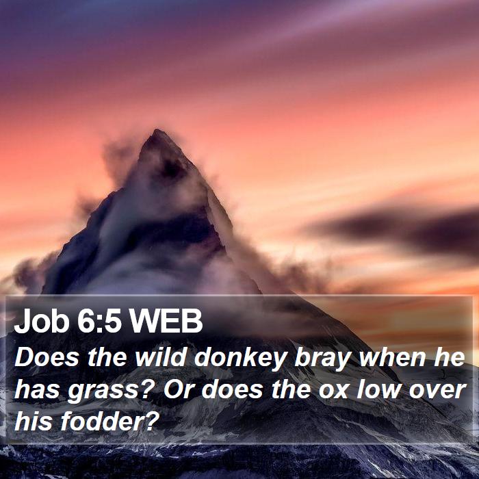 Job 6:5 WEB Bible Study