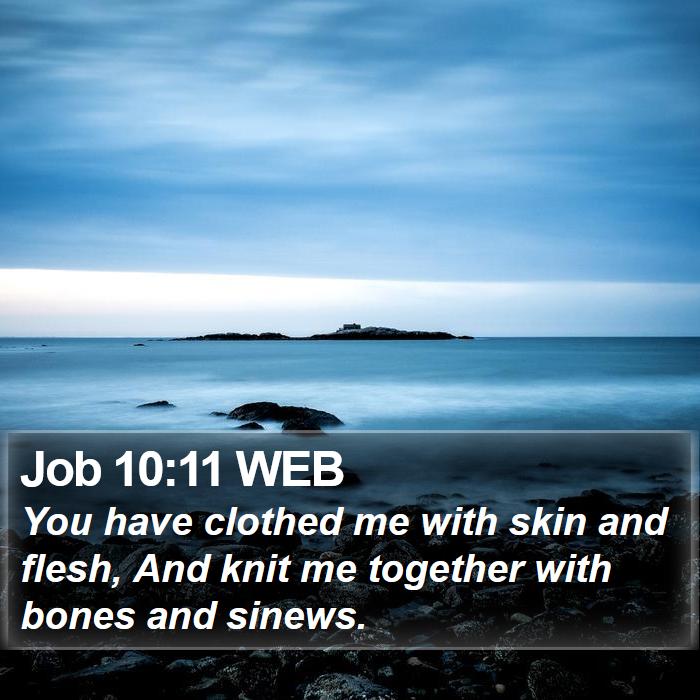 Job 10:11 WEB Bible Study