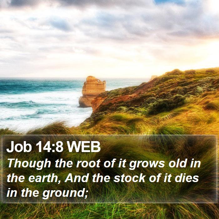 Job 14:8 WEB Bible Study