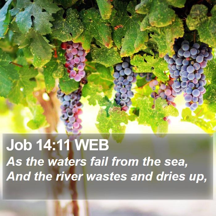 Job 14:11 WEB Bible Study