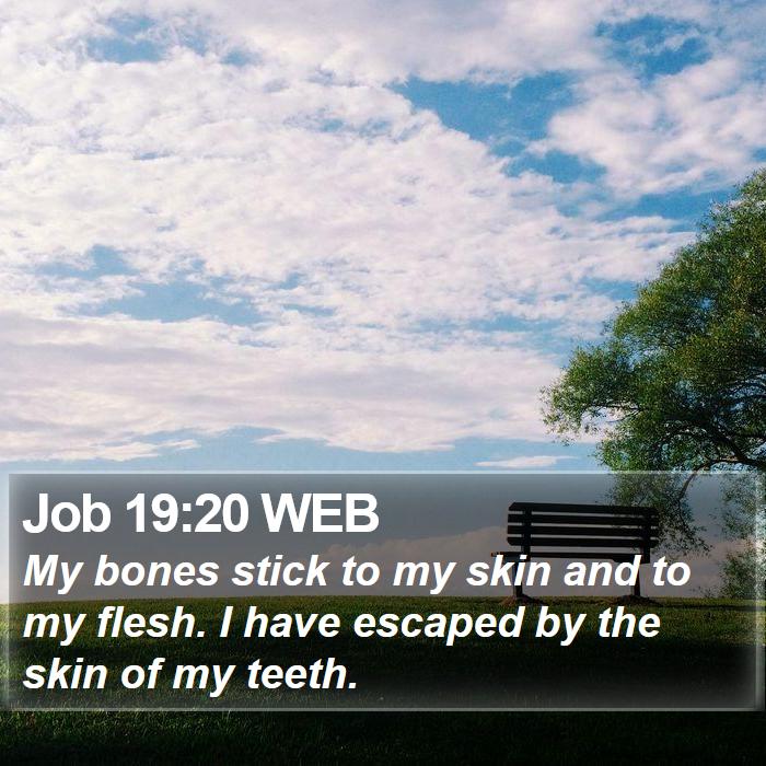 Job 19:20 WEB Bible Study