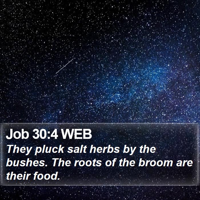 Job 30:4 WEB Bible Study