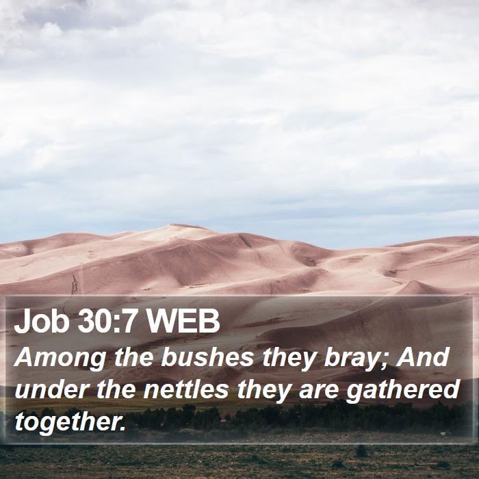 Job 30:7 WEB Bible Study