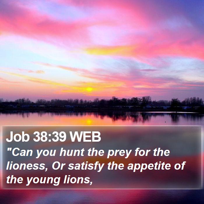 Job 38:39 WEB Bible Study