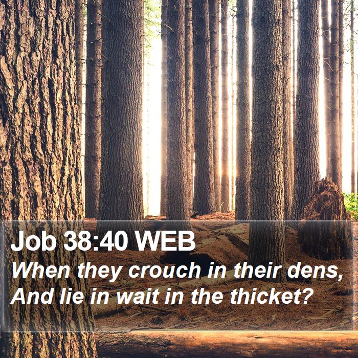 Job 38:40 WEB Bible Study