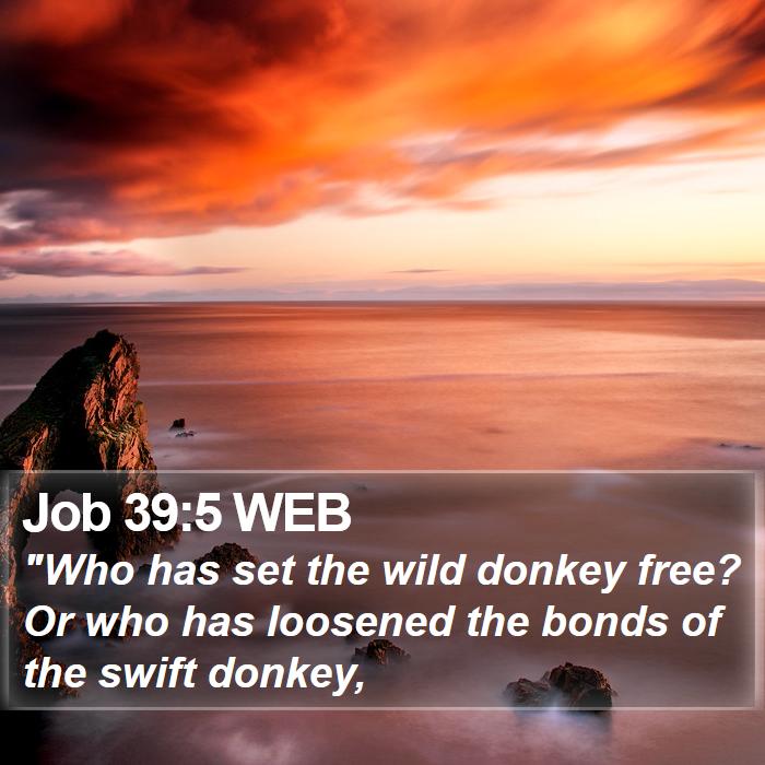 Job 39:5 WEB Bible Study