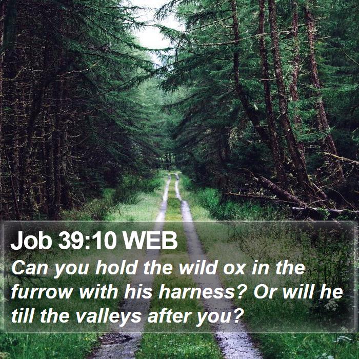 Job 39:10 WEB Bible Study