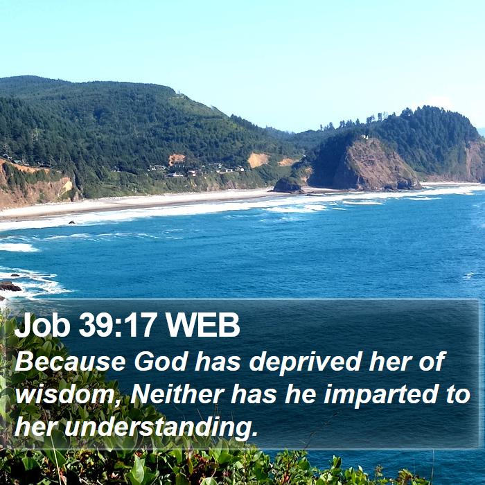 Job 39:17 WEB Bible Study