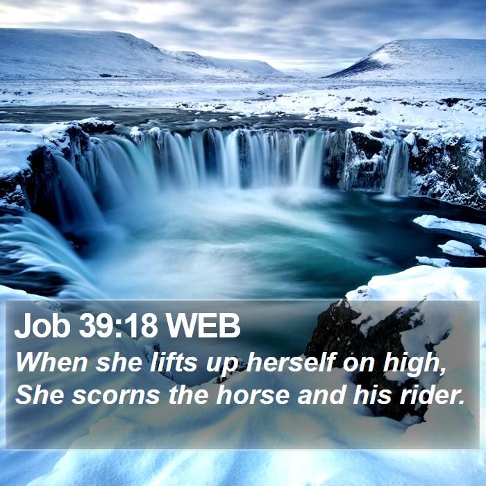 Job 39:18 WEB Bible Study