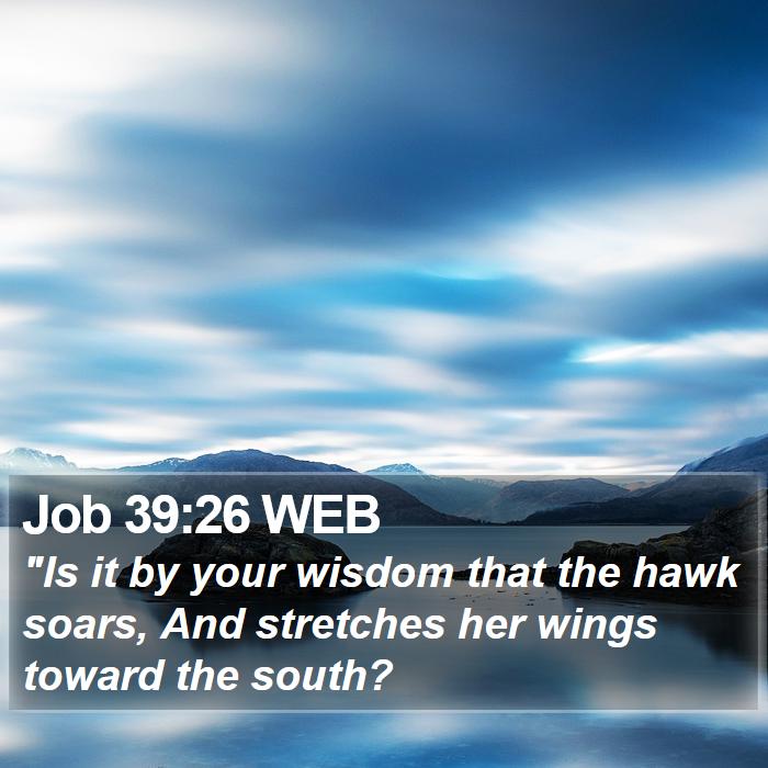 Job 39:26 WEB Bible Study