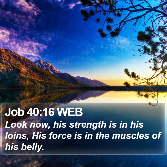 Job 40:16 WEB Bible Study