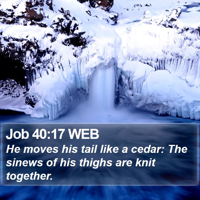 Job 40:17 WEB Bible Study