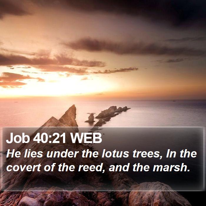 Job 40:21 WEB Bible Study