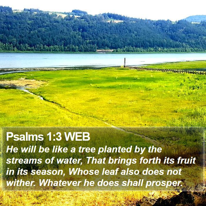 Psalms 1:3 WEB Bible Study