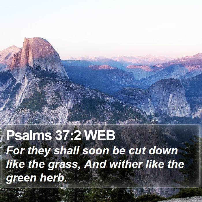 Psalms 37:2 WEB Bible Study