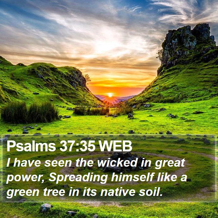 Psalms 37:35 WEB Bible Study