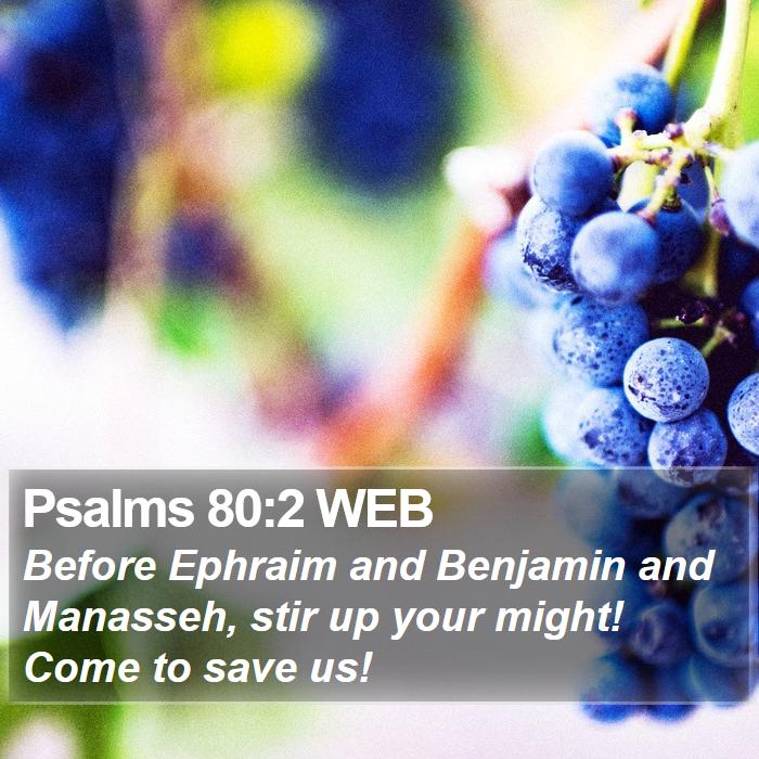 Psalms 80:2 WEB Bible Study