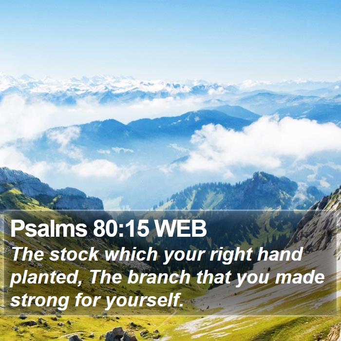 Psalms 80:15 WEB Bible Study