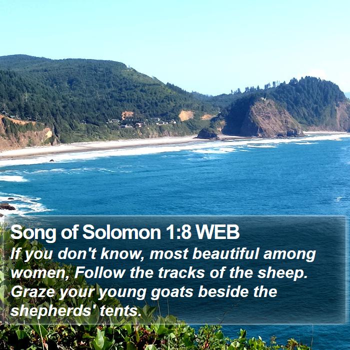 Song of Solomon 1:8 WEB Bible Study