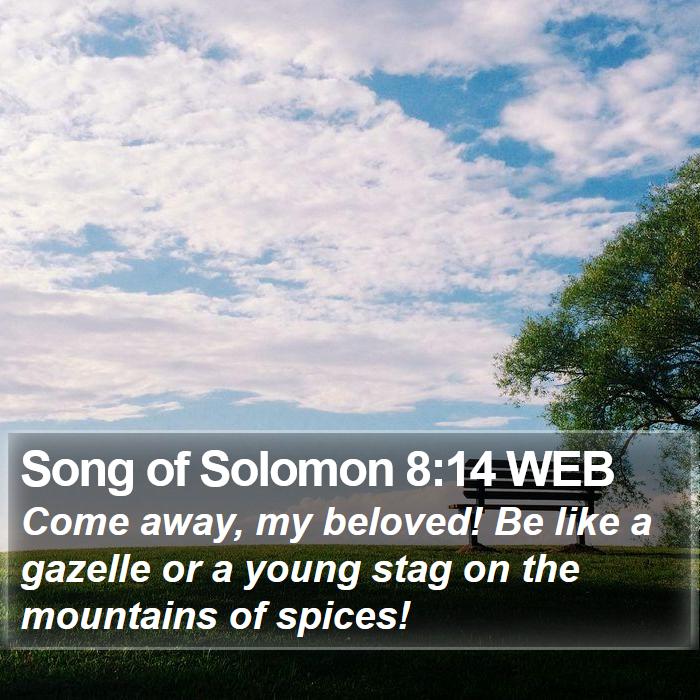 Song of Solomon 8:14 WEB Bible Study