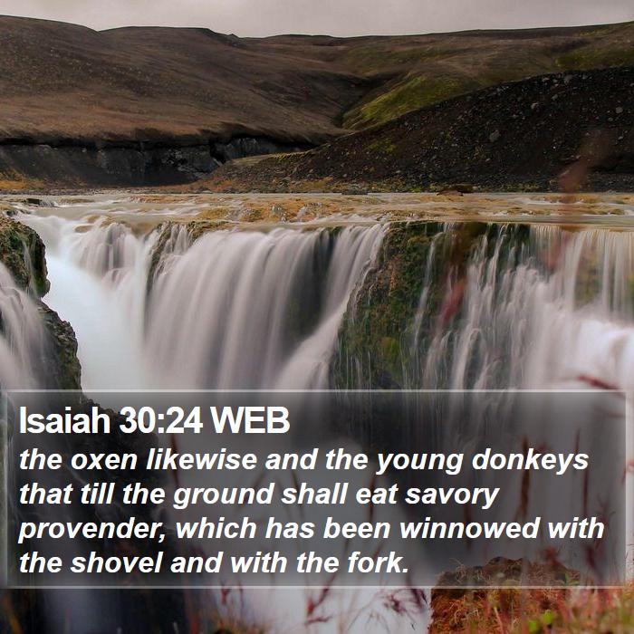 Isaiah 30:24 WEB Bible Study