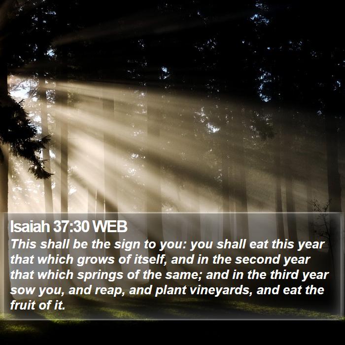 Isaiah 37:30 WEB Bible Study