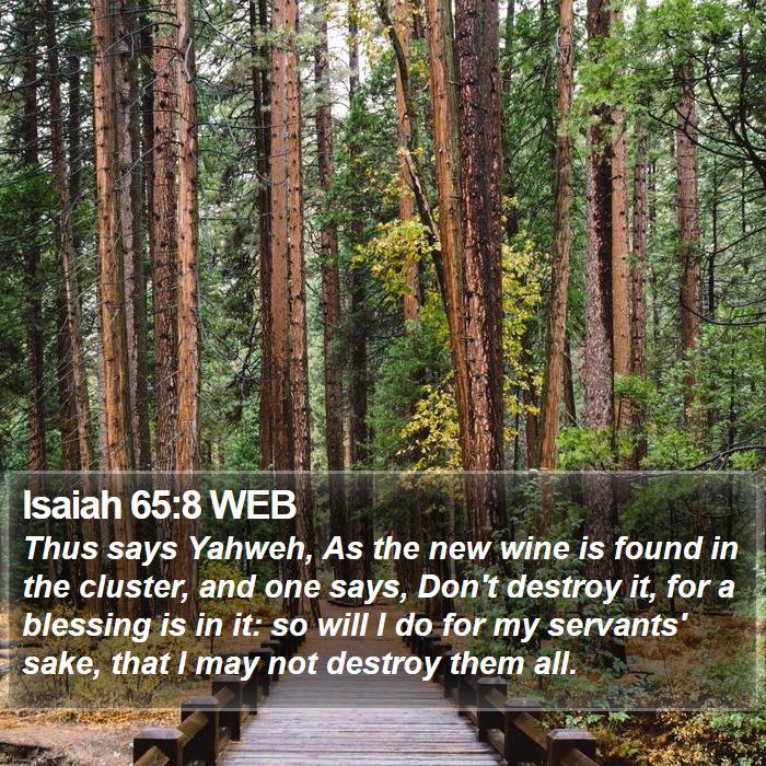 Isaiah 65:8 WEB Bible Study