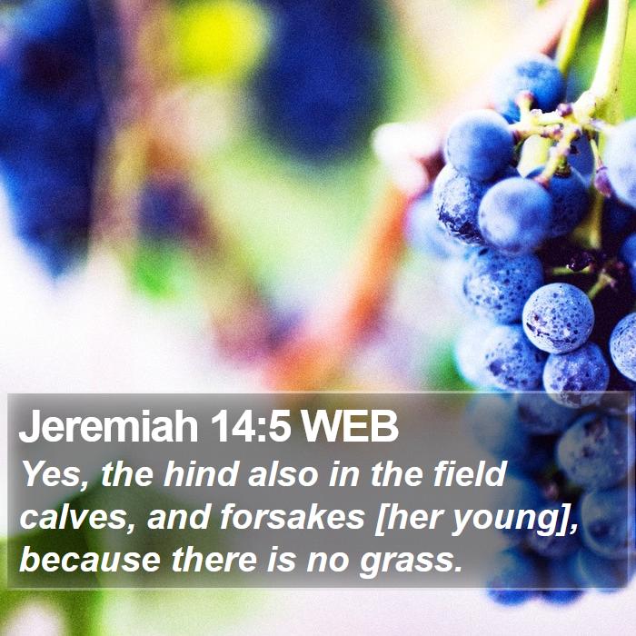 Jeremiah 14:5 WEB Bible Study