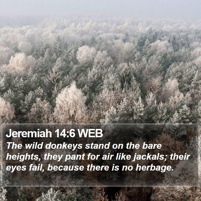 Jeremiah 14:6 WEB Bible Study